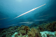 Cornetfish in the Red Sea.