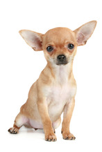 Funny Puppy Chihuahua