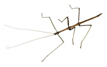 Stick Bug