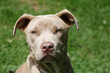 Fawn pitbull young dog