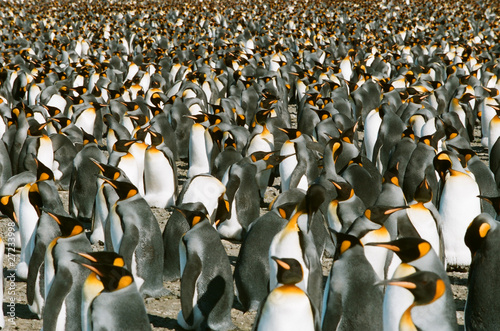 Ganz viele Königspinguine Fototapete