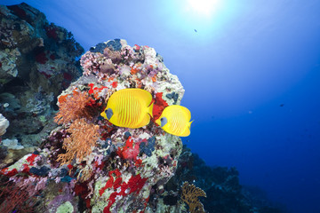 Wall Mural - Butterflyfish in the Red Sea.