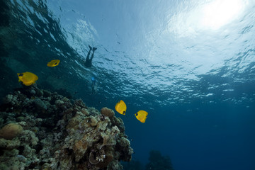 Butterflyfish  in the Red Sea.