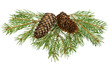fir tree branches with cones
