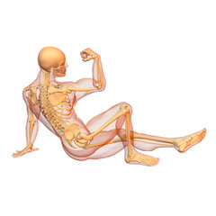 male human body and skeleton.