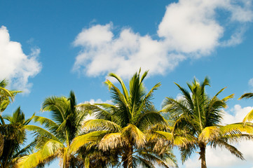 palms trees on the beach during bright day
