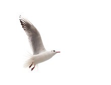 Flying One Seagull Isolated On The White Background.