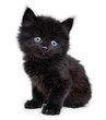 Black little kitten sitting down, white background