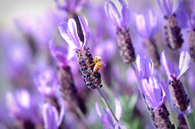 Honey Bee On Spanish Lavender