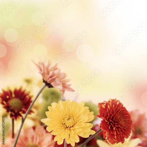 Colorful mums flowers on warm bokeh background