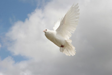 Wall Mural - White dove in flight