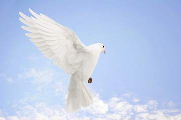 Wall Mural - White dove flying