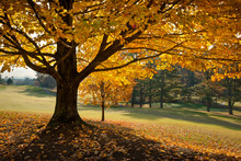 Golden Fall Foliage Autumn Yellow Maple Tree On Golf Course