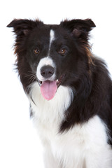 Wall Mural - Beautiful bordercollie