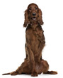 Irish Setter puppy, 5 months old, sitting in front of white back