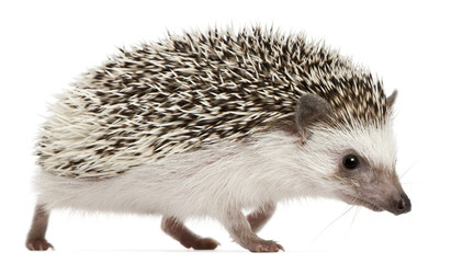 Wall Mural - Four-toed Hedgehog, Atelerix albiventris, 2 years old, walking