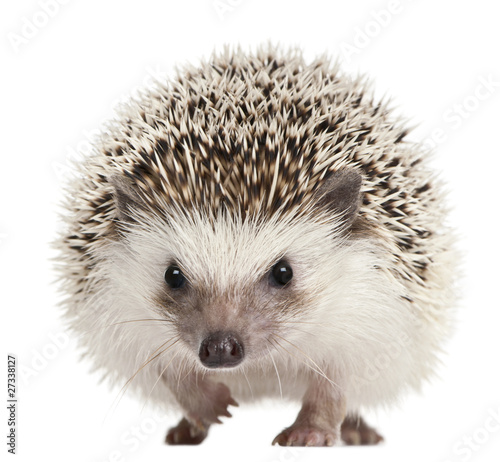 Four-toed Hedgehog, Atelerix albiventris, 2 years old Tableau sur Toile