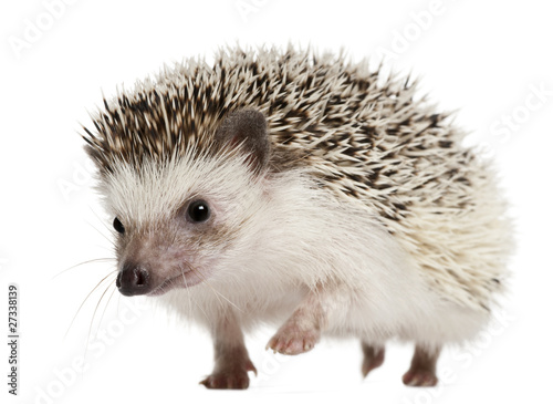 Fotografía Four-toed Hedgehog, Atelerix albiventris, 2 years old, walking