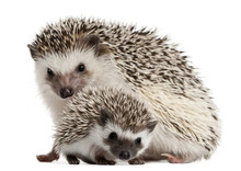 Four-toed Hedgehogs, Atelerix Albiventris, 3 Weeks Old