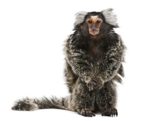 common marmoset, callithrix jacchus, 2 years old, sitting