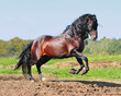 Bay andalusian horse stallion