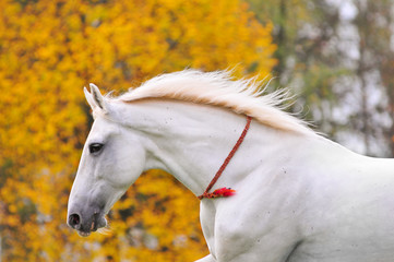 Wall Mural - White horse portrait with yellow autumn background