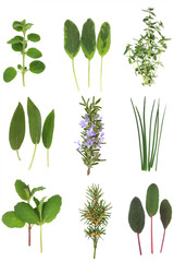 Poster - Medicinal and Culinary Herb Leaves