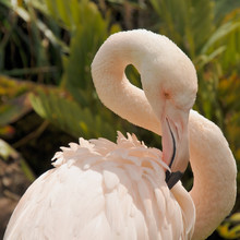 Greater Flamingo Is Preening Feathers