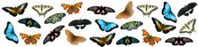 Set Of Butterflies