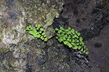 Detail Of Some Maidenhair Fern In A Cavern
