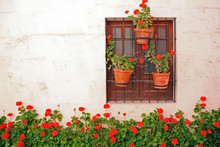 Decorative Vintage Window With Colorful Plants In Pots.