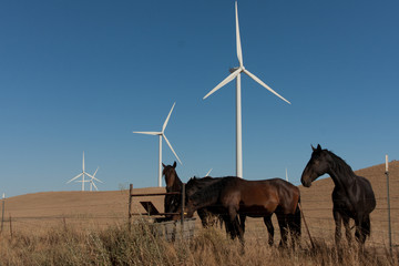 Horses in front of wind mills