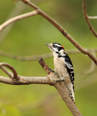 Sticker - Male Downy Woodpecker, Picoides pubescens