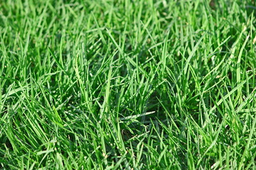 Sticker - Green grass