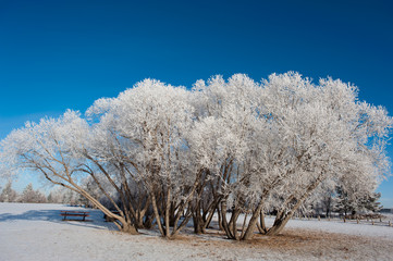 Trees and bench