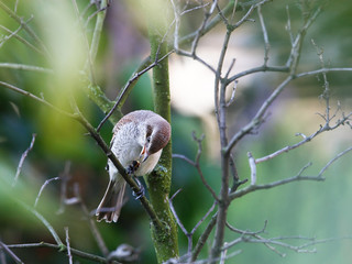 red-basked shrike take a dinner in branch