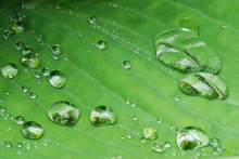 Drops On The Leaf