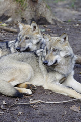 Zwei Wölfe