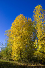 Wall Mural - Bäume im Herbst