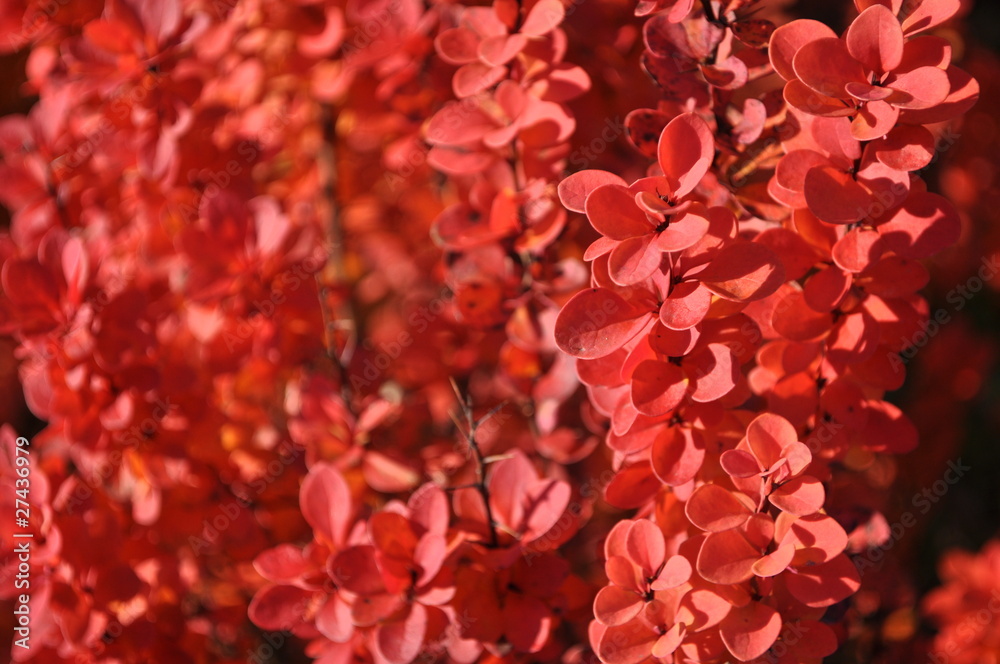 Jesień Czerwony berberys (2) - obrazy, fototapety, plakaty 