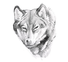 Papier Peint - Sketch of tattoo art, wolf
