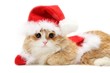© akamaki - cute red kitten in santa`s clothing
