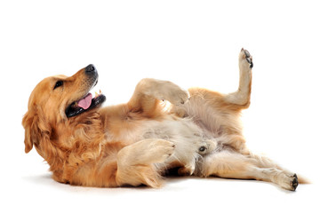 Wall Mural - golden retriever sur le dos