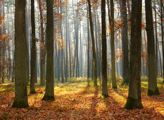 Wall Mural - Autumn forest