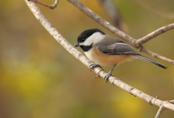 Sticker - Black-capped Chickadee, Poecile atricapilla