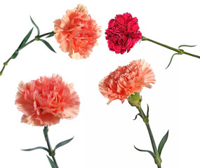 Wall Mural - carnations set