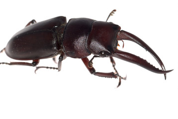 Poster - stag beetle isolated