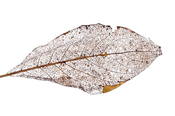 Poster - brown dead leaf on white