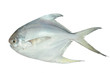 White Pomfret, Fish On White Background