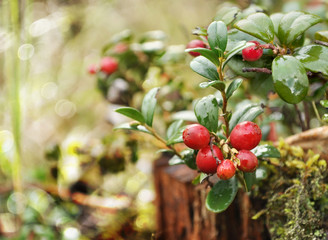 Fototapete - Uncultivated forest cranberries in woods